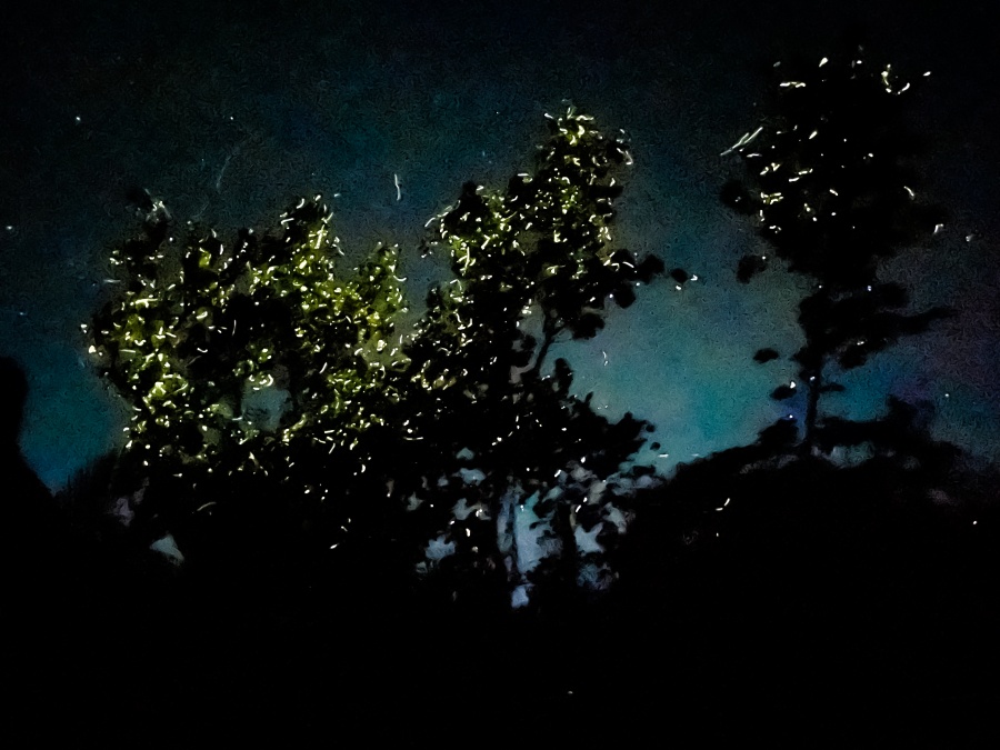 보홀 벤티지 반딧불 투어 (저녁 피자 & 음료 세트, 입장료, 가이드 포함)