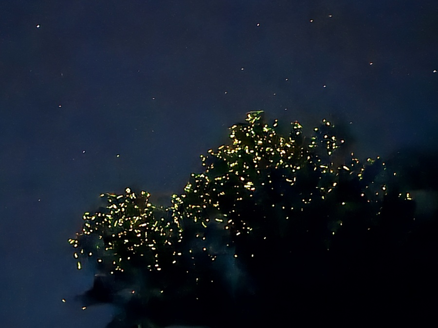 보홀 벤티지 실속형 반딧불 투어 (입장료, 가이드 포함 / 가성비 투어)