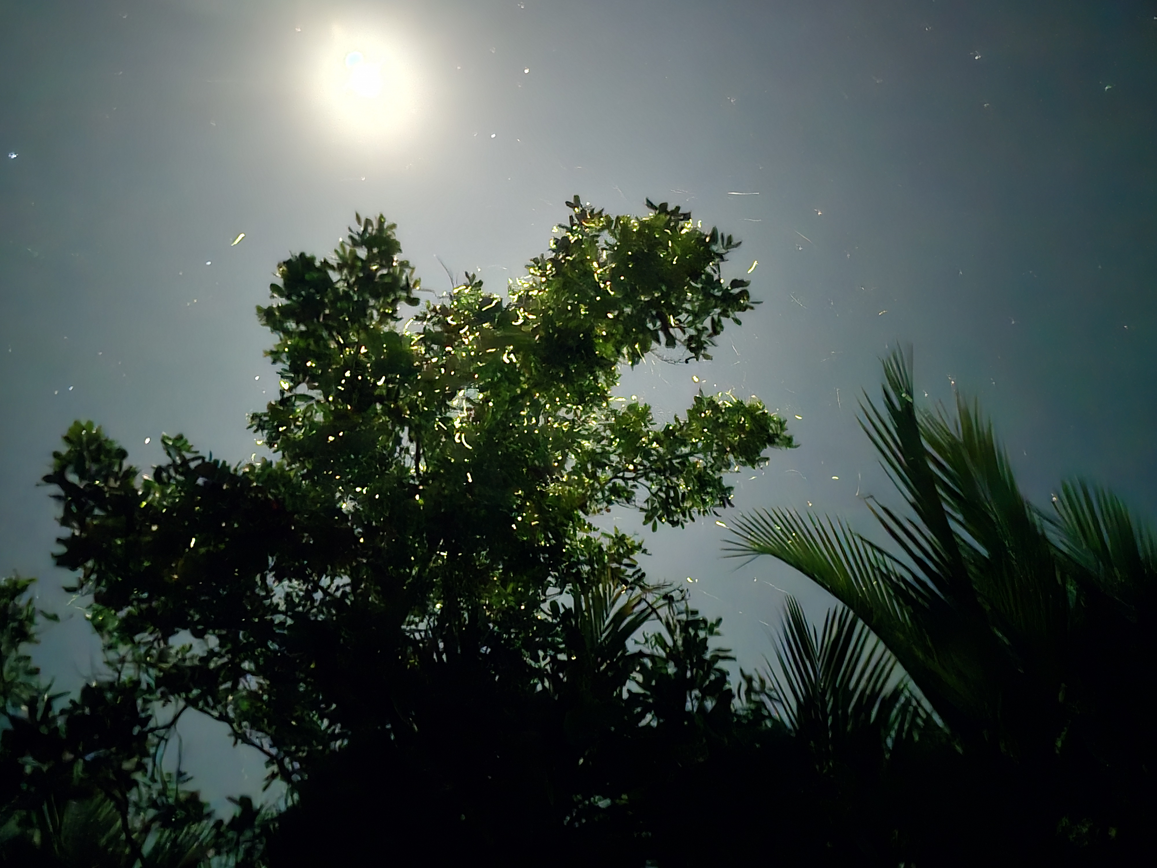 보홀 벤티지 반딧불 투어 (저녁 피자 & 음료 세트, 입장료, 가이드 포함)