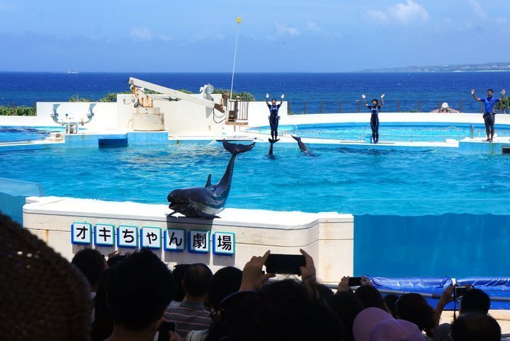 [독점할인] 오키나와 츄라우미 수족관 입장권