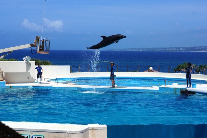 [독점할인] 오키나와 츄라우미 수족관 입장권