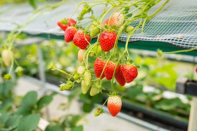 후쿠오카 출발:  다자이후 텐만구, 야나가와 뱃놀이 & 딸기농장 체험