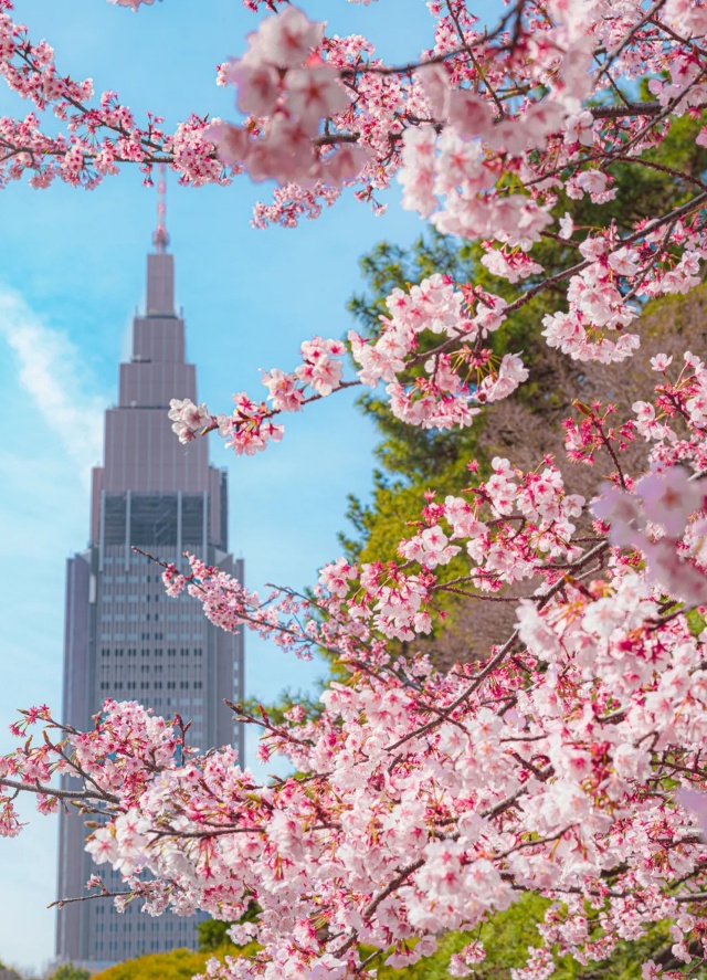 [독점할인] 도쿄 벚꽃 5대 명소 일일 투어 (신주쿠 교엔, 치도리가후치, 우에노, 스미다, 메구로가와)