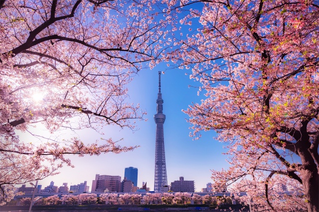 [독점할인] 도쿄 벚꽃 5대 명소 일일 투어 (신주쿠 교엔, 치도리가후치, 우에노, 스미다, 메구로가와)