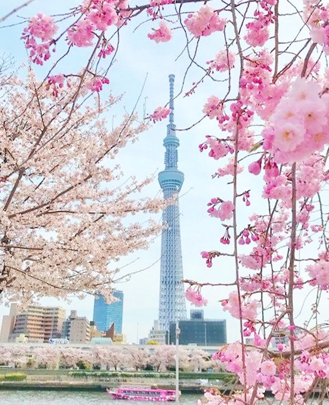 [독점할인] 도쿄 벚꽃 5대 명소 일일 투어 (신주쿠 교엔, 치도리가후치, 우에노, 스미다, 메구로가와)
