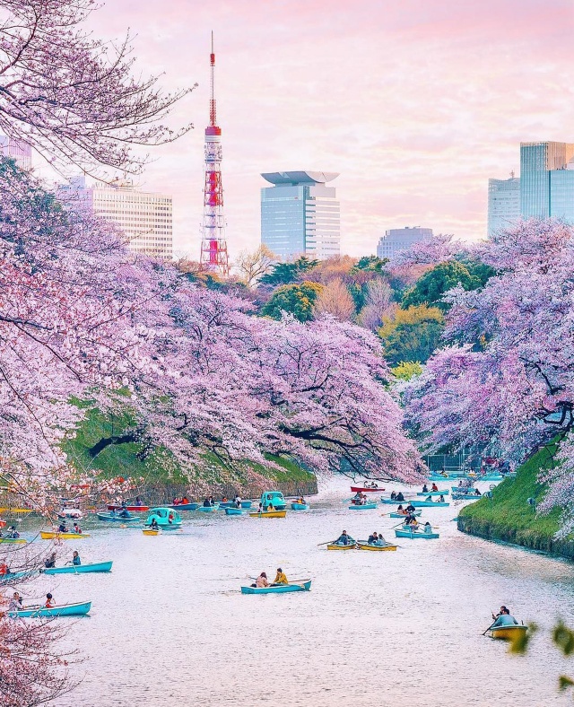 [독점할인] 도쿄 벚꽃 5대 명소 일일 투어 (신주쿠 교엔, 치도리가후치, 우에노, 스미다, 메구로가와)