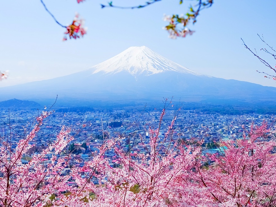 [독점할인] 도쿄 출발: 후지산 사계절 일일 투어 - 아라쿠라야마 센겐 공원, 오시노 하카이, 고텐바 아울렛, 후지산 온천