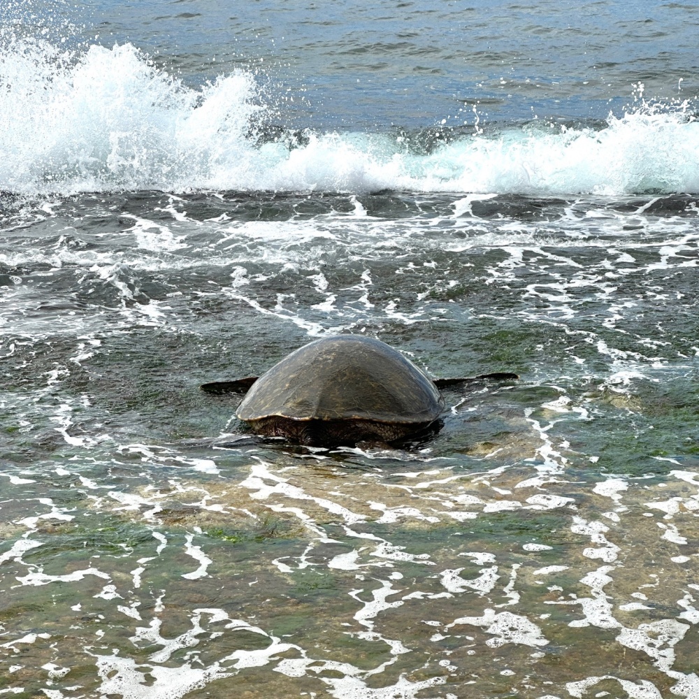 [독점할인] 오아후 북부해안 맛집 투어 + 와이켈레 아울렛 쇼핑 패키지 (호텔 or 공항 픽업)