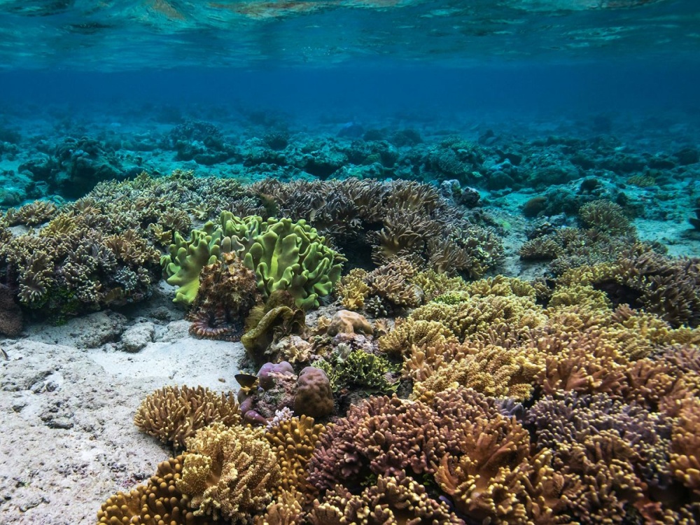 Manado Bunaken Private Snorkeling Tour