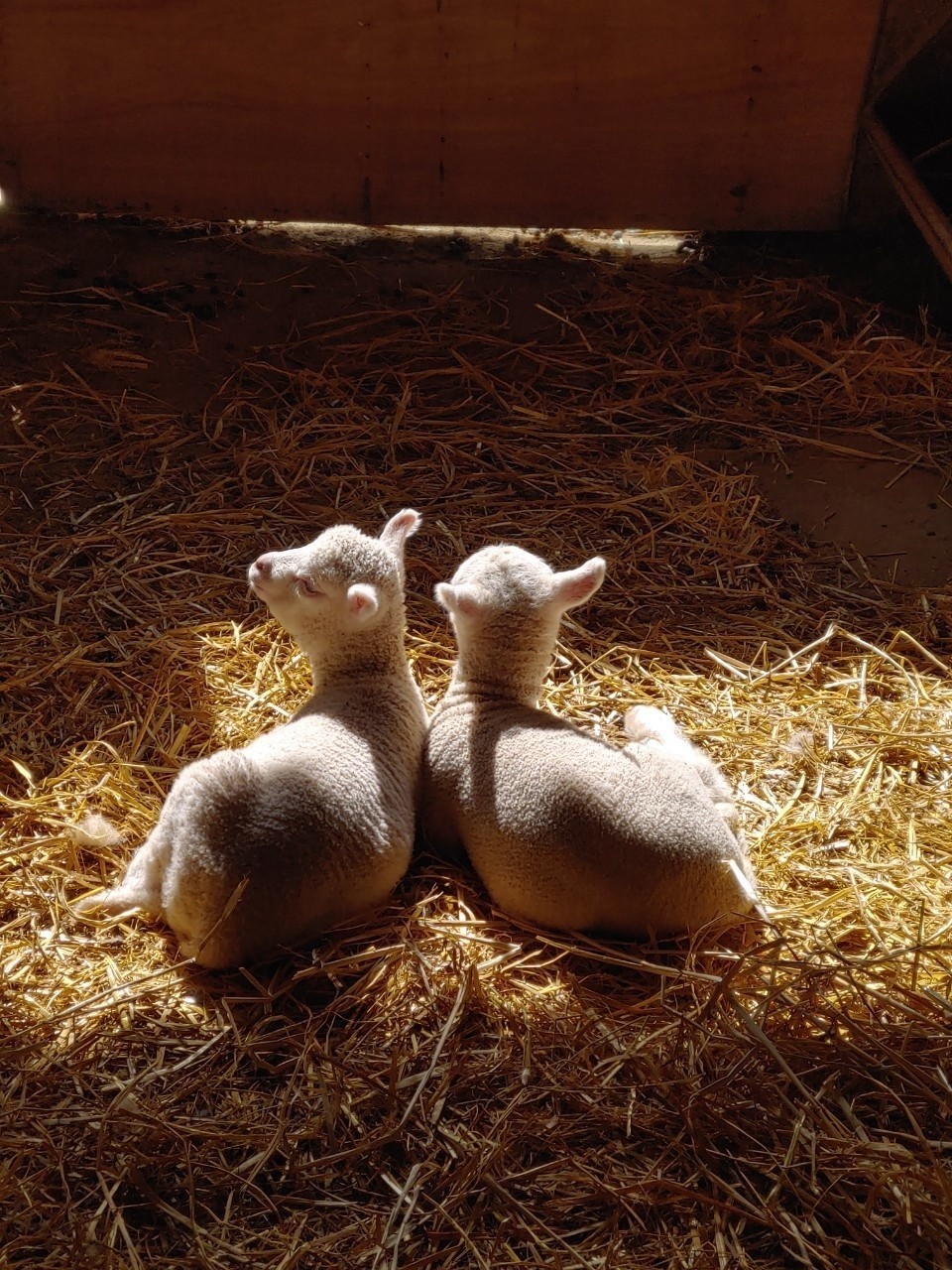 activity_detail_image