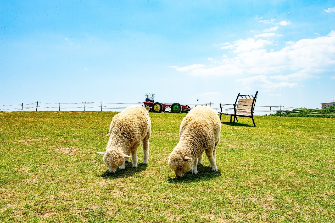 activity_detail_image