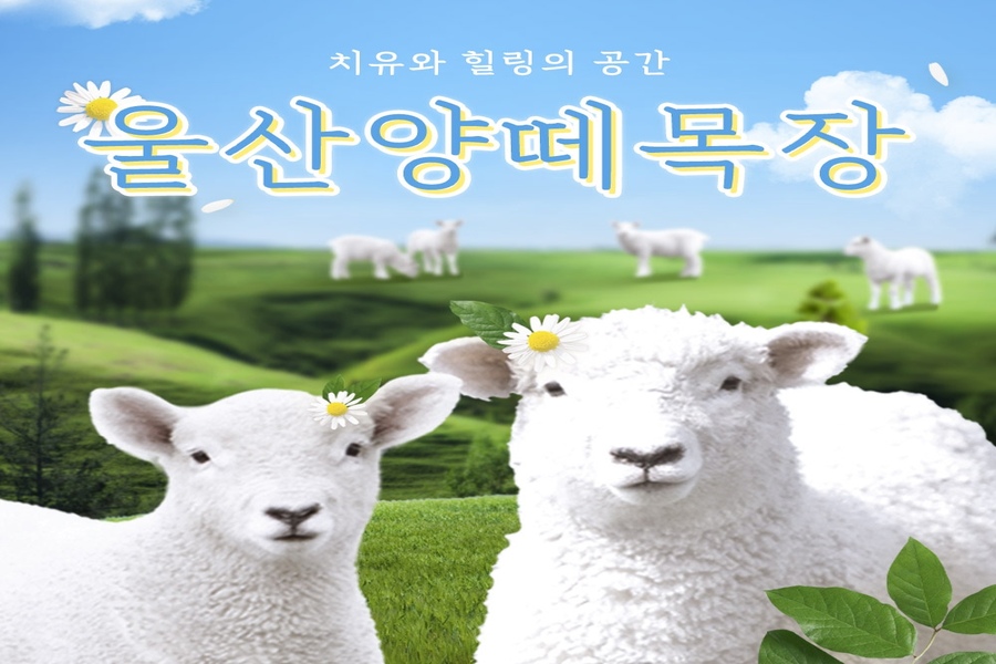 울산 양떼목장 입장권