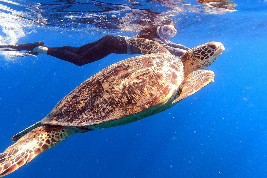 [렛츠고보홀] 오전 11시 보홀 발리카삭 거북이 열대어 & 버진아일랜드 오후 호핑 투어 (포인트 1회 추가, 고프로, 픽드랍, 짐보관, 간식)
