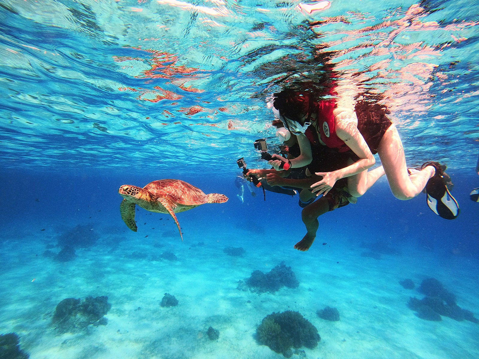 [렛츠고보홀] 오전 11시 보홀 발리카삭 거북이 열대어 & 버진아일랜드 오후 호핑 투어 (포인트 1회 추가, 고프로, 픽드랍, 짐보관, 간식)