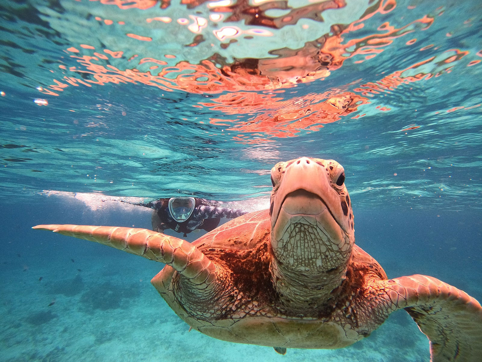 [렛츠고보홀] 오전 11시 보홀 발리카삭 거북이 열대어 & 버진아일랜드 오후 호핑 투어 (포인트 1회 추가, 고프로, 픽드랍, 짐보관, 간식)