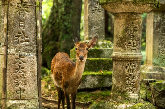 [독점할인] 오사카 출발: 벚꽃 시즌 나라 요시노산 일일 버스 투어