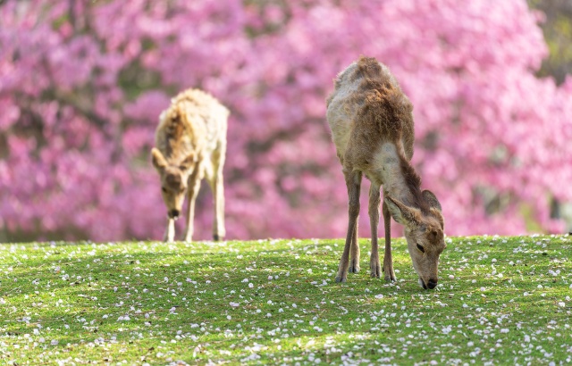 [독점할인] 오사카 출발: 벚꽃 시즌 나라 요시노산 일일 버스 투어