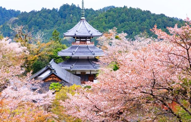 [독점할인] 오사카 출발: 벚꽃 시즌 나라 요시노산 일일 버스 투어