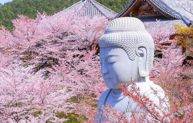 [독점할인] 오사카 출발: 벚꽃 시즌 나라 쓰보사카지, 마타베에 일일 버스 투어