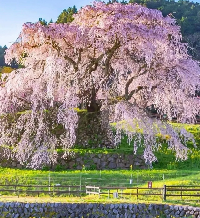 [독점할인] 오사카 출발: 벚꽃 시즌 나라 쓰보사카지, 마타베에 일일 버스 투어