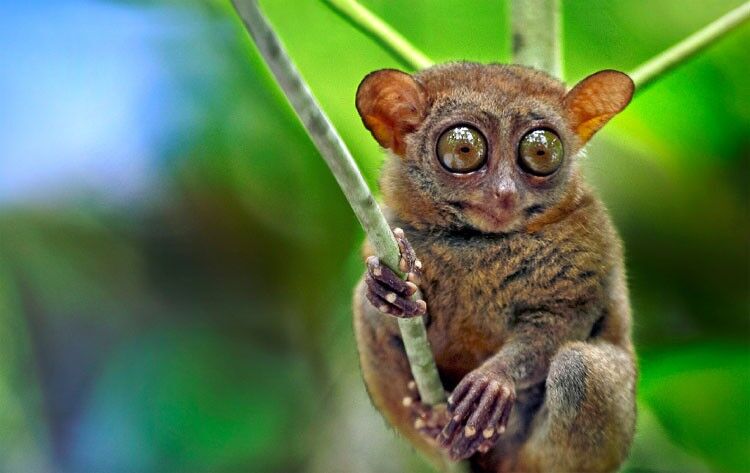 [렛츠고보홀] 보홀 육상 투어 + 선셋 감상 + 디너 뷔페 + 반딧불 투어 + 1시간 마사지 (보홀 라운지, 공항 드랍 포함)