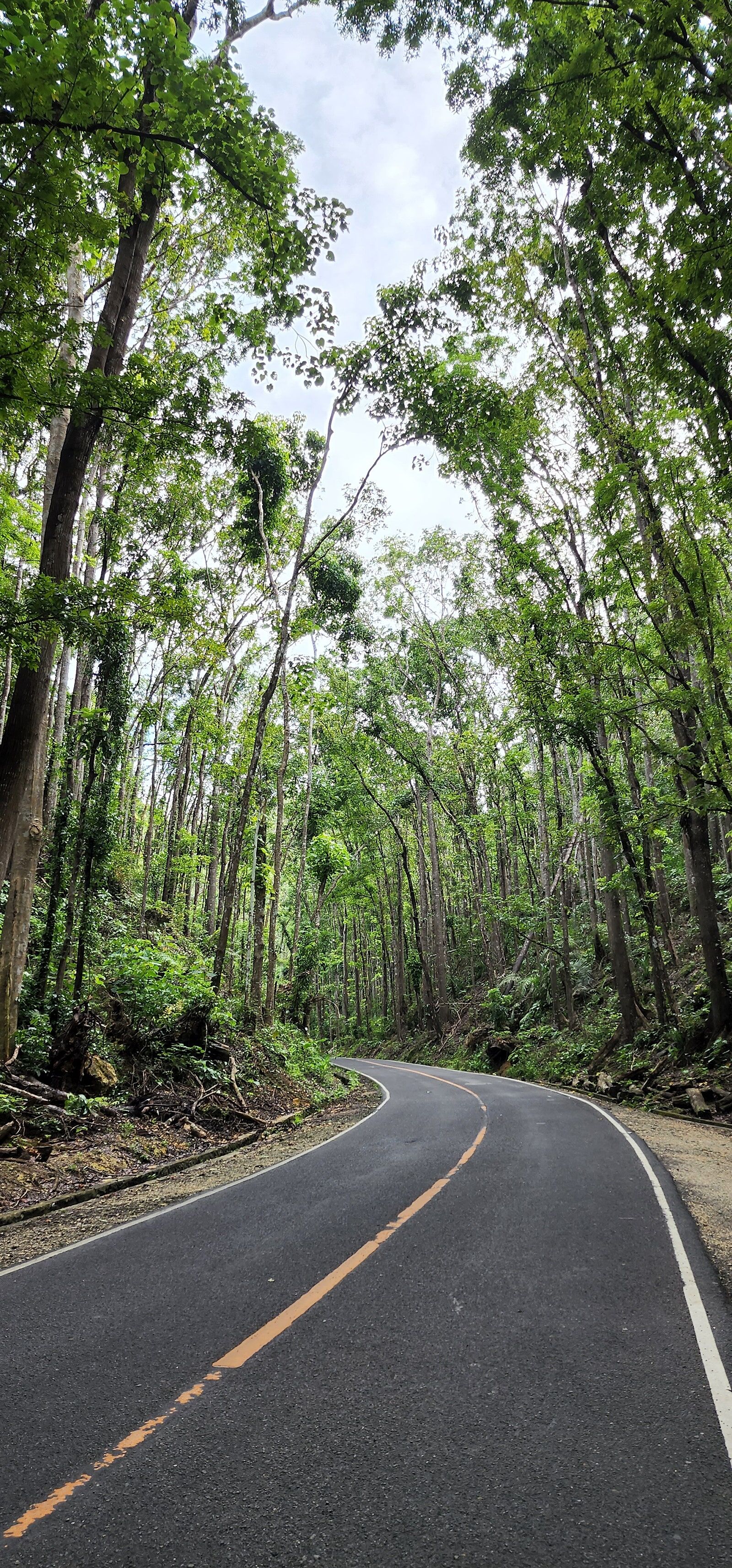[렛츠고보홀] 보홀 육상 투어 + 선셋 감상 + 디너 뷔페 + 반딧불 투어 + 1시간 마사지 (보홀 라운지, 공항 드랍 포함)