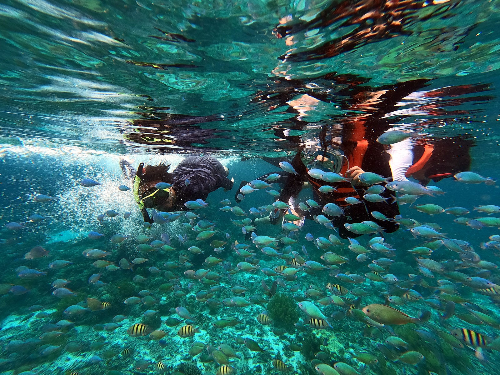 보홀 종일 스노클링 투어 (매일 3팀 한정특가 + 동굴수영 + 나팔링 + 씨푸드런치 + 발리카삭 호핑 + 버진아일랜드)