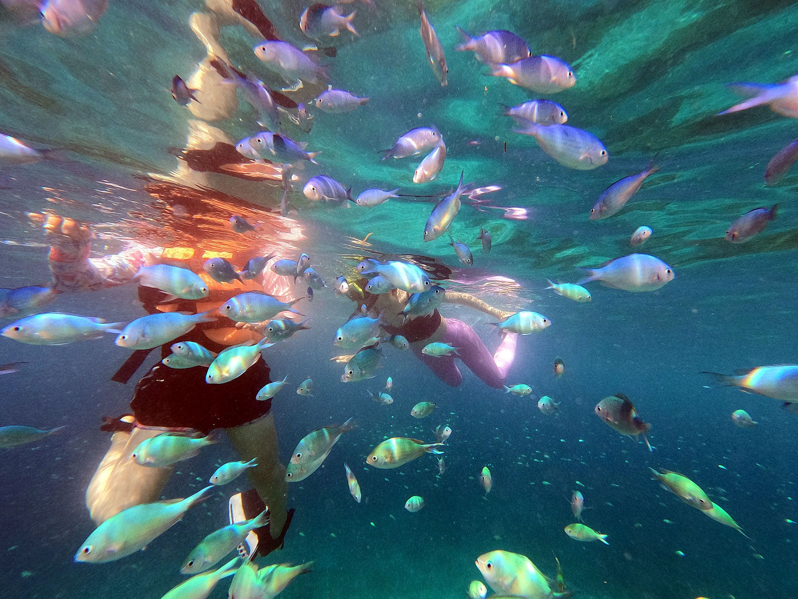 [렛츠고보홀] 보홀 오전 나팔링 & 발리카삭 & 버진아일랜드 먹방 호핑 투어 (씨푸드 점심, 간식)