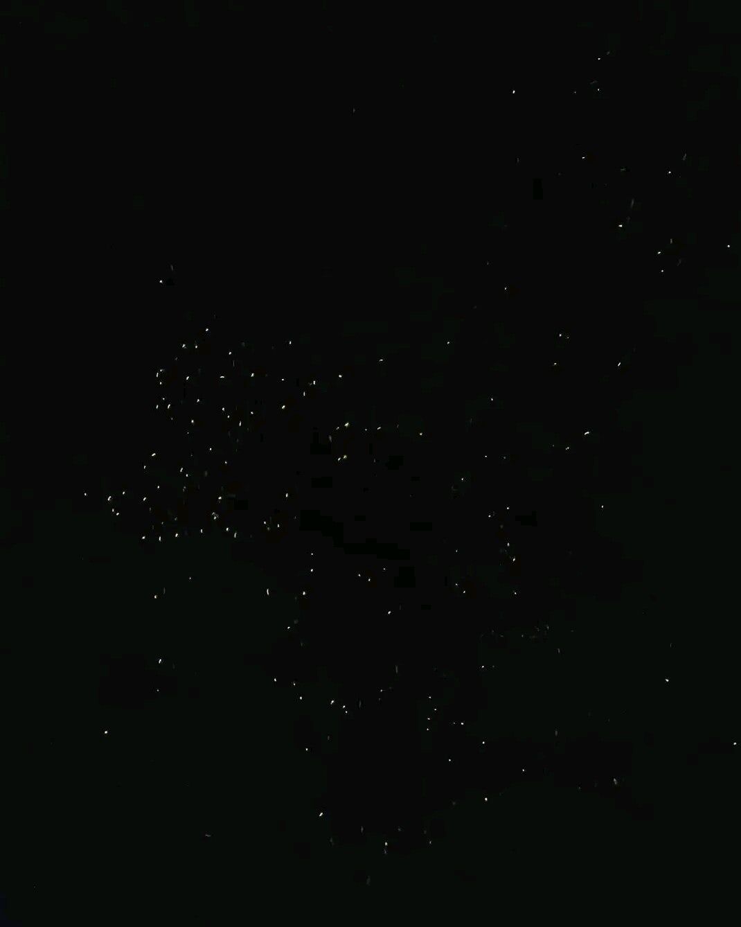 [렛츠고보홀] 보홀 고품격 반딧불 핫플레이스 패스트트랙 투어 (무료 픽드랍, 짐보관 무료)