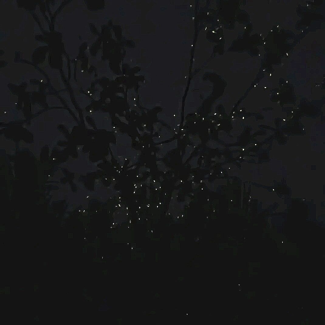 [렛츠고보홀] 보홀 고품격 반딧불 핫플레이스 패스트트랙 투어 (무료 픽드랍, 짐보관 무료)