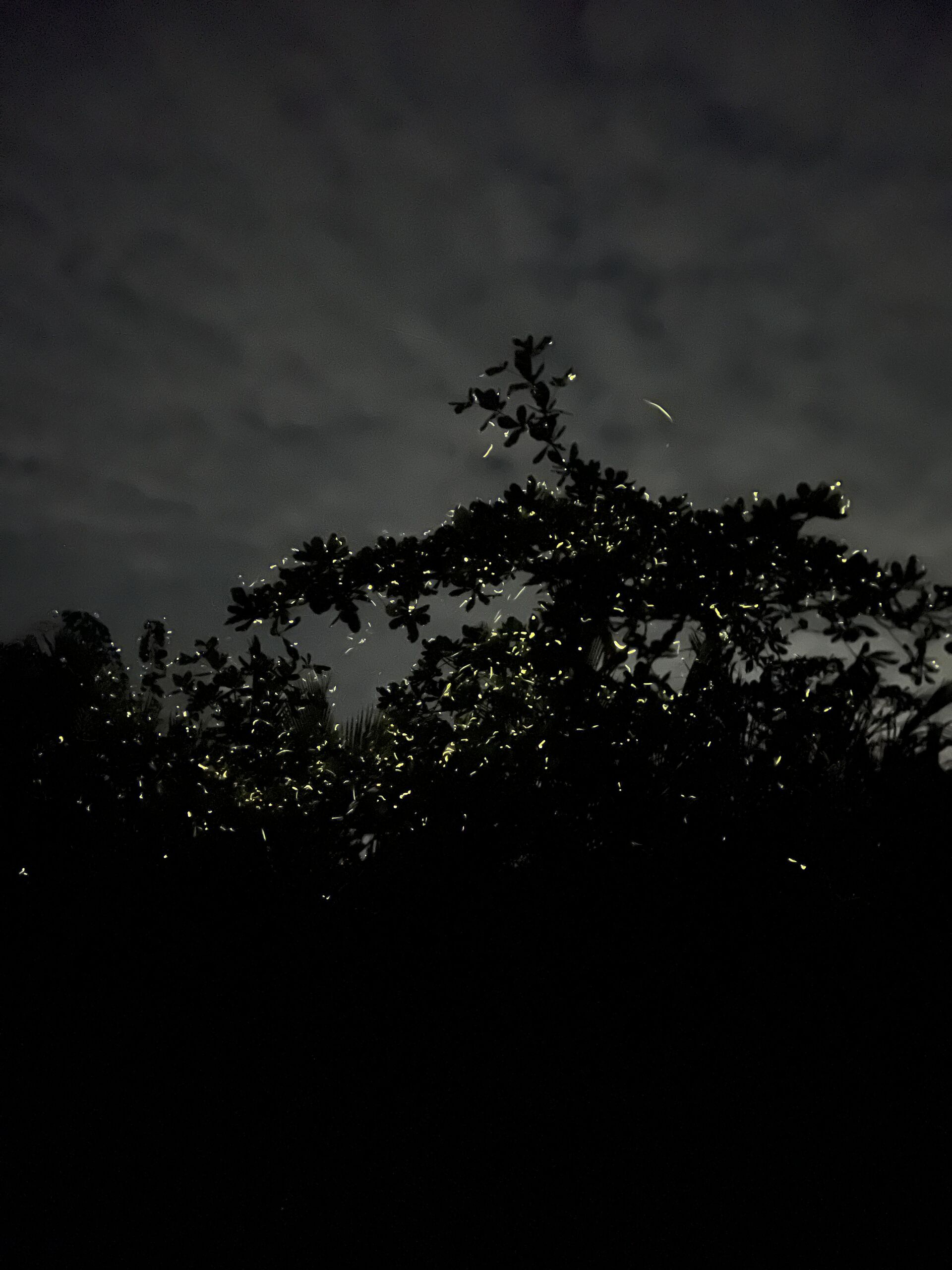 [렛츠고보홀] 보홀 고품격 반딧불 핫플레이스 패스트트랙 투어 (무료 픽드랍, 짐보관 무료)