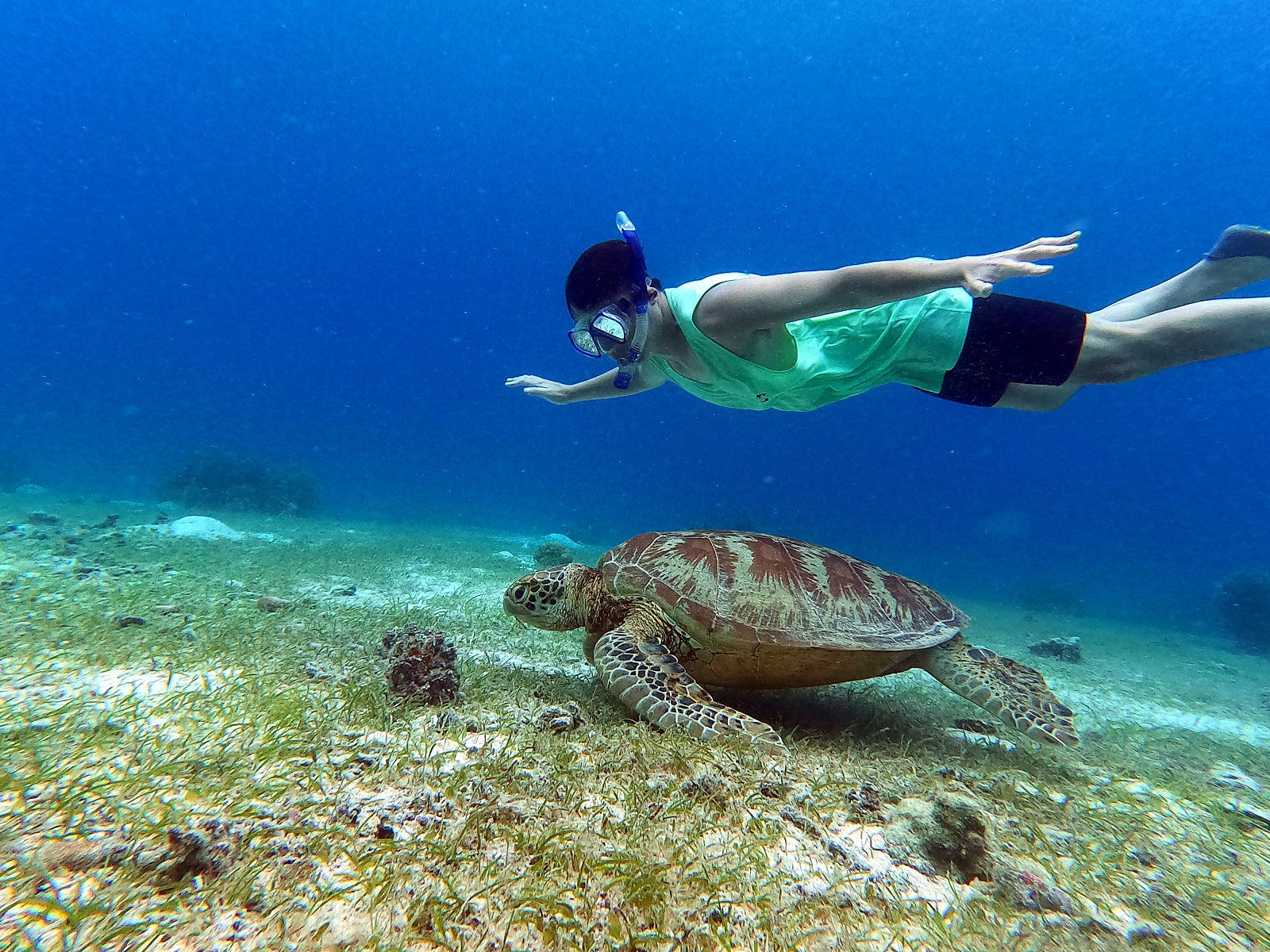 오전 7시 보홀 발리카삭 돌고래 거북이 열대어 왓칭 호핑 투어 & 버진아일랜드 (고프로, 픽드랍, 짐보관, 오전간식+씨푸드 점심)