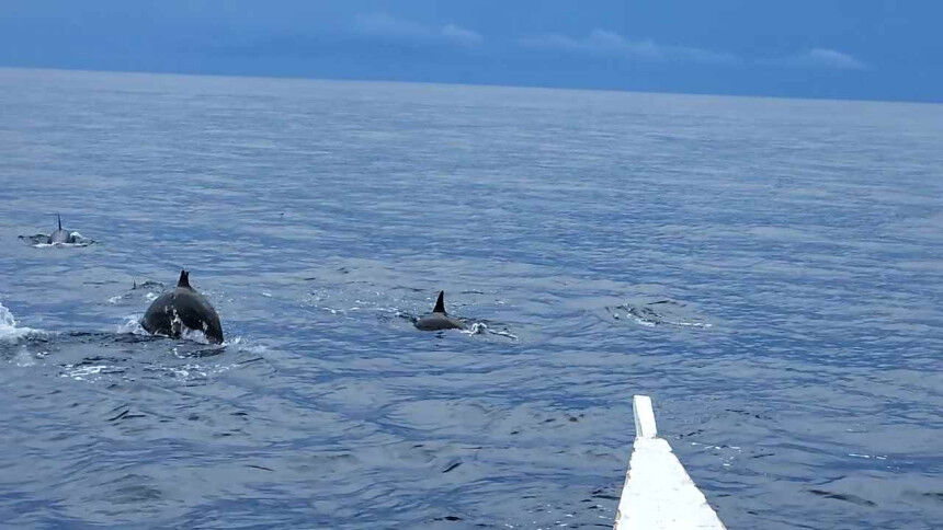 오전 7시 보홀 발리카삭 돌고래 거북이 열대어 왓칭 호핑 투어 & 버진아일랜드 (고프로, 픽드랍, 짐보관, 오전간식+씨푸드 점심)