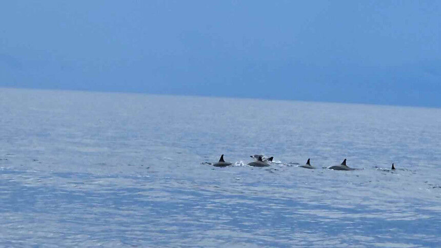 오전 7시 보홀 발리카삭 돌고래 거북이 열대어 왓칭 호핑 투어 & 버진아일랜드 (고프로, 픽드랍, 짐보관, 오전간식+씨푸드 점심)