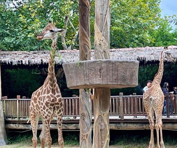 activity_detail_image