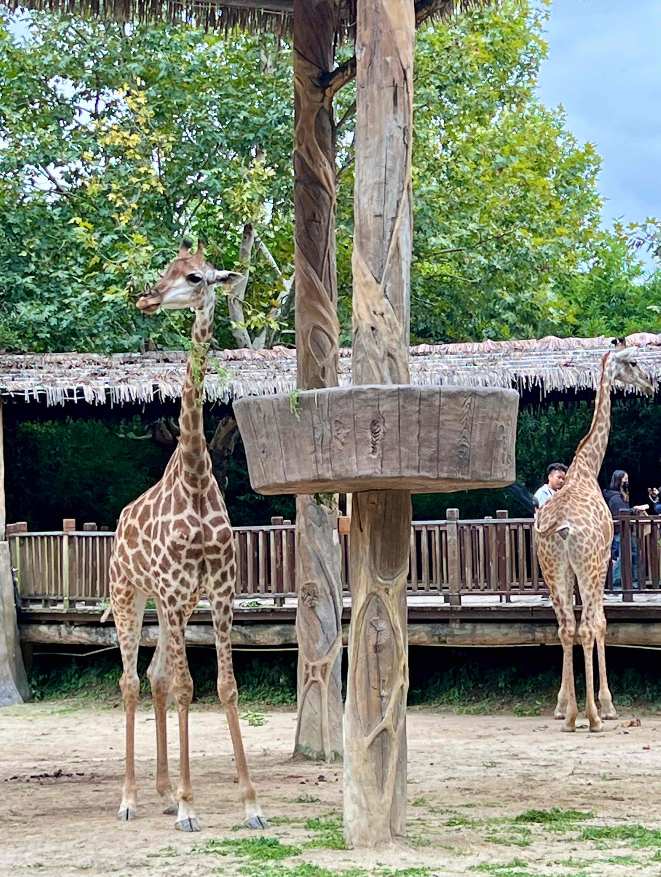 상하이 야생 동물원 입장권