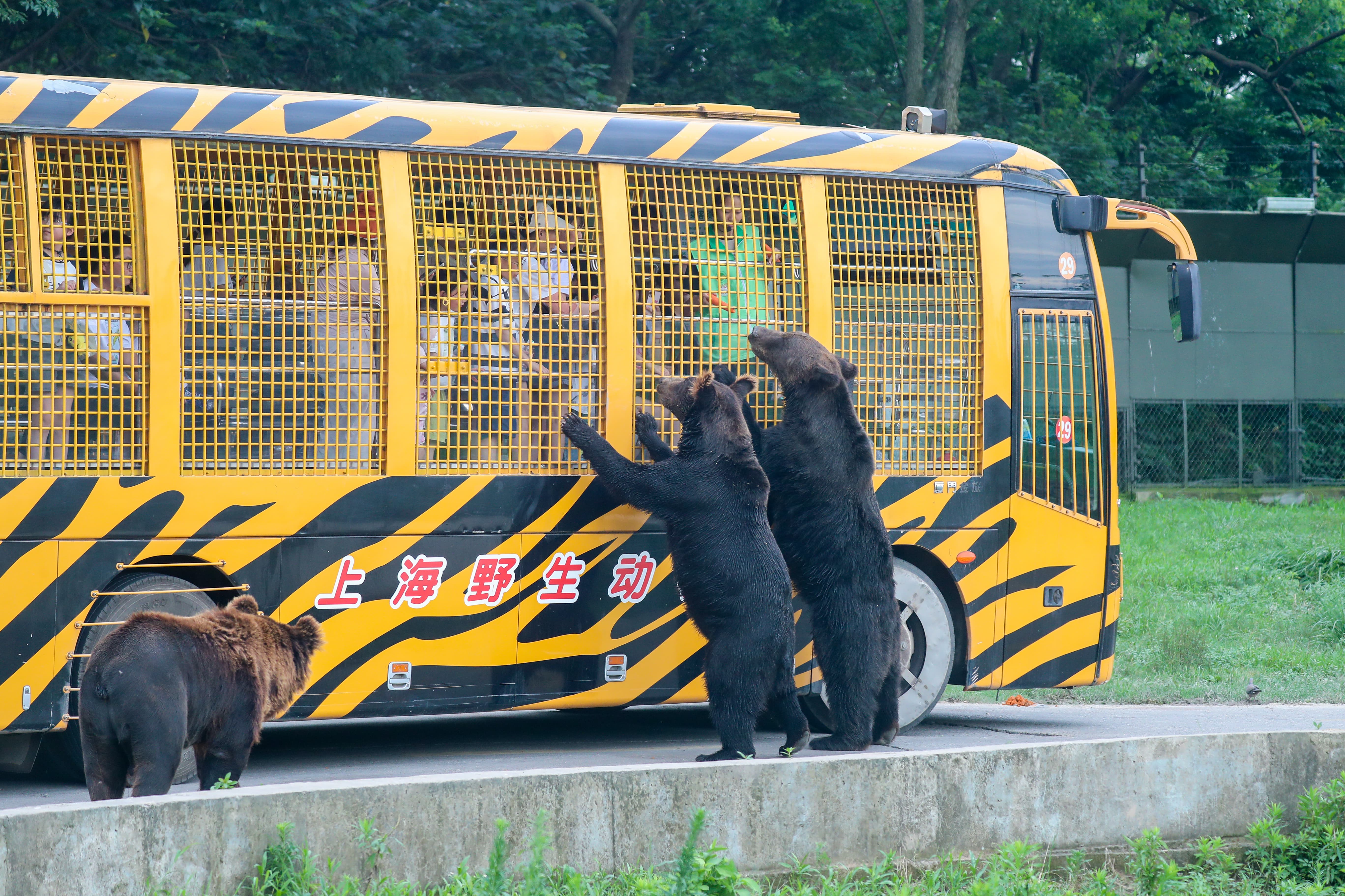 상하이 야생 동물원 입장권