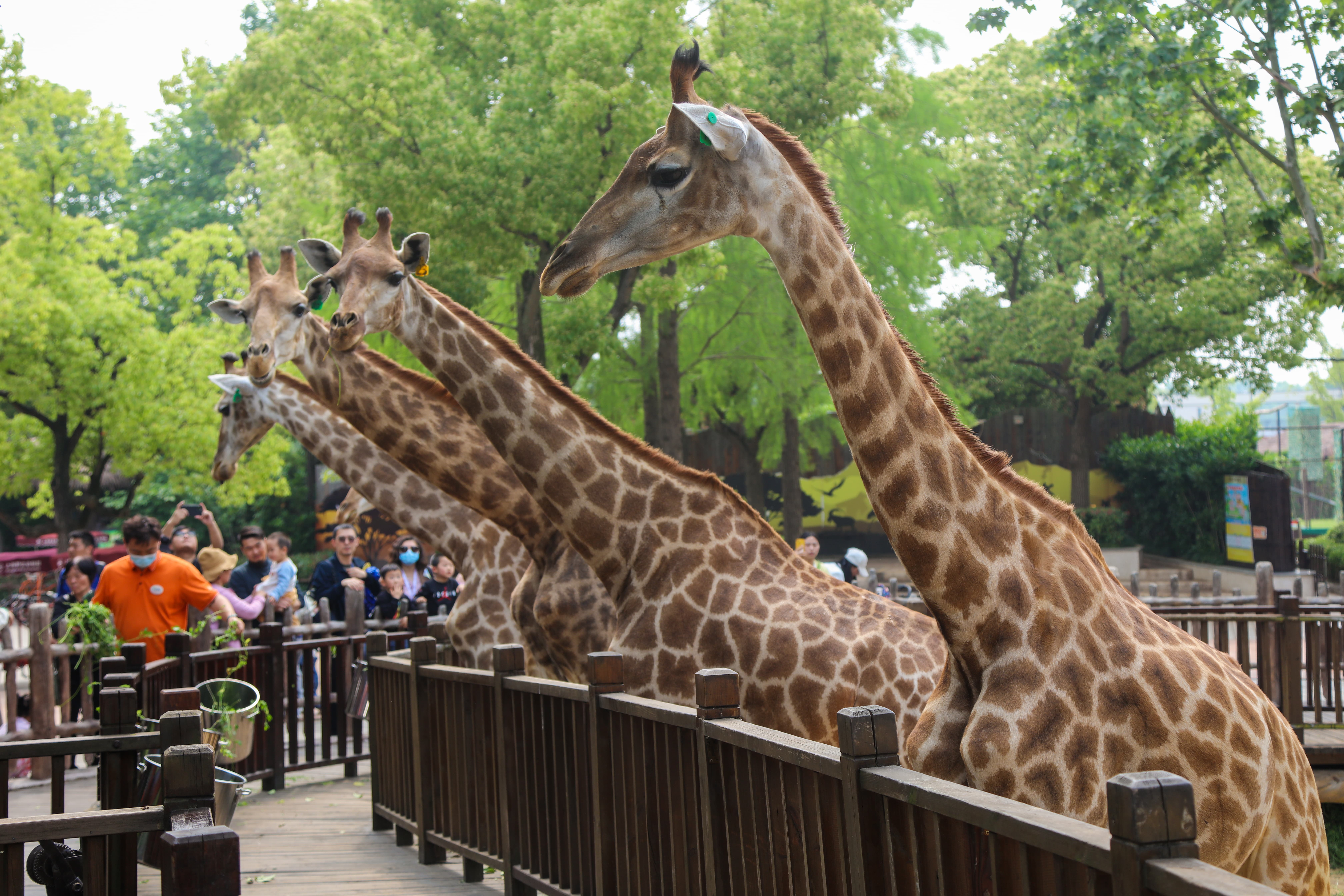 상하이 야생 동물원 입장권
