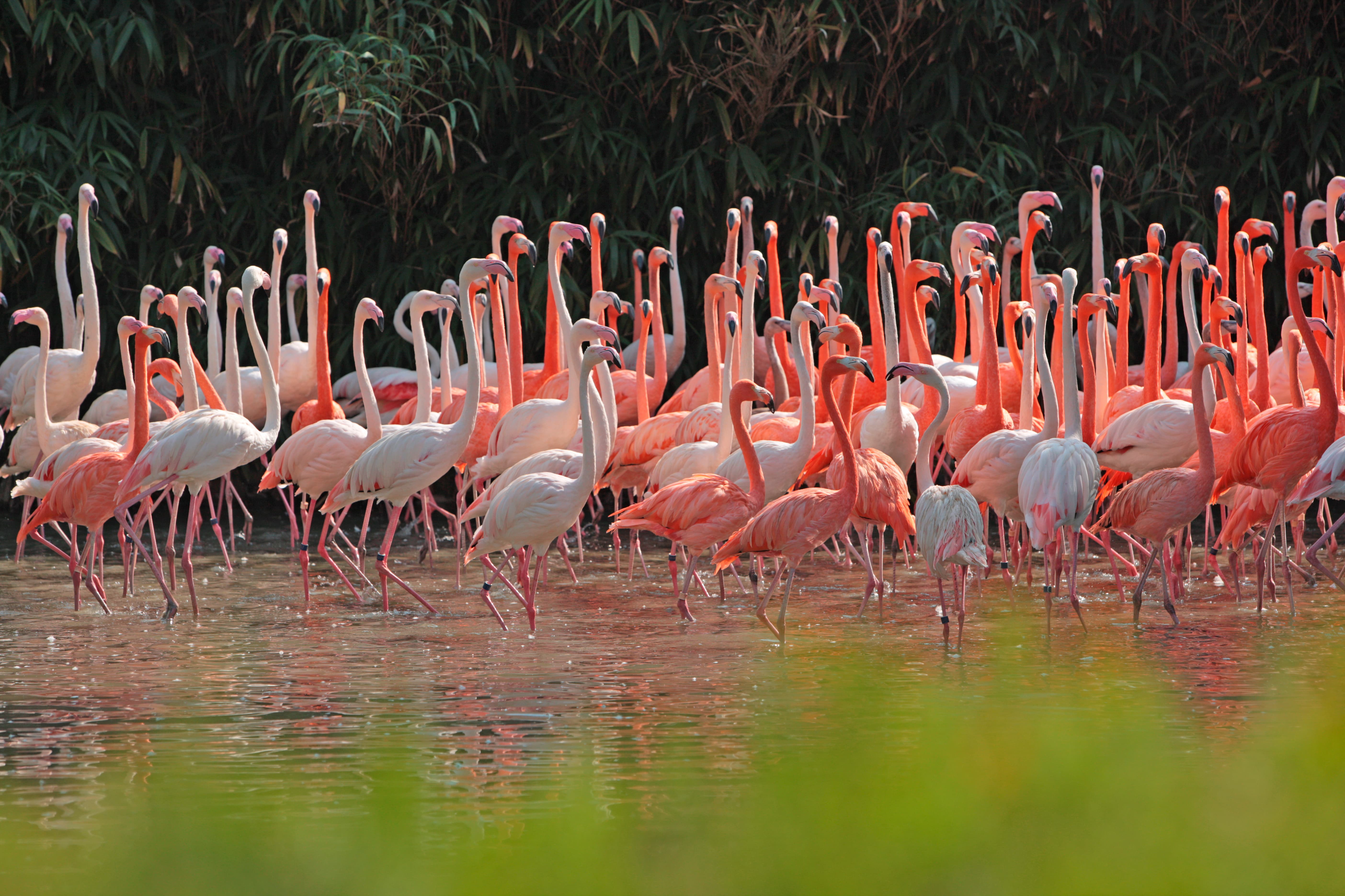 상하이 야생 동물원 입장권