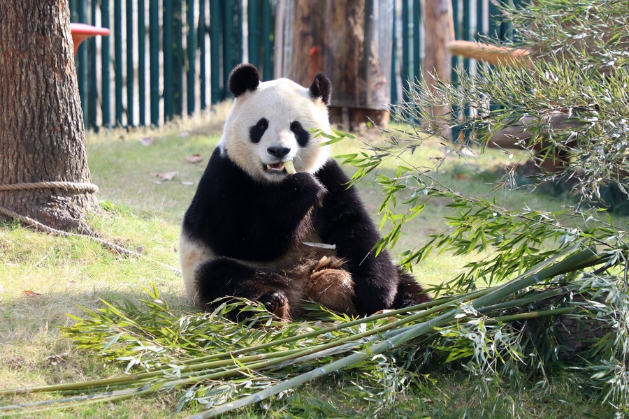 상하이 야생 동물원 입장권