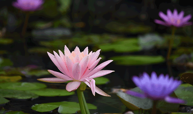 [Exclusive Discount] Okinawa Southeast Botanical Gardens Ticket