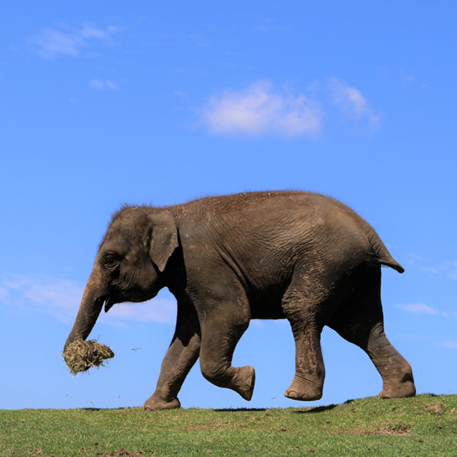 후쿠오카 하카타역 출발: 유후인&아프리칸 사파리 일일투어