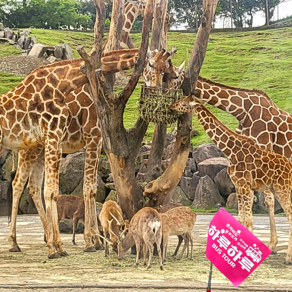 후쿠오카 하카타역 출발: 유후인&아프리칸 사파리 일일투어