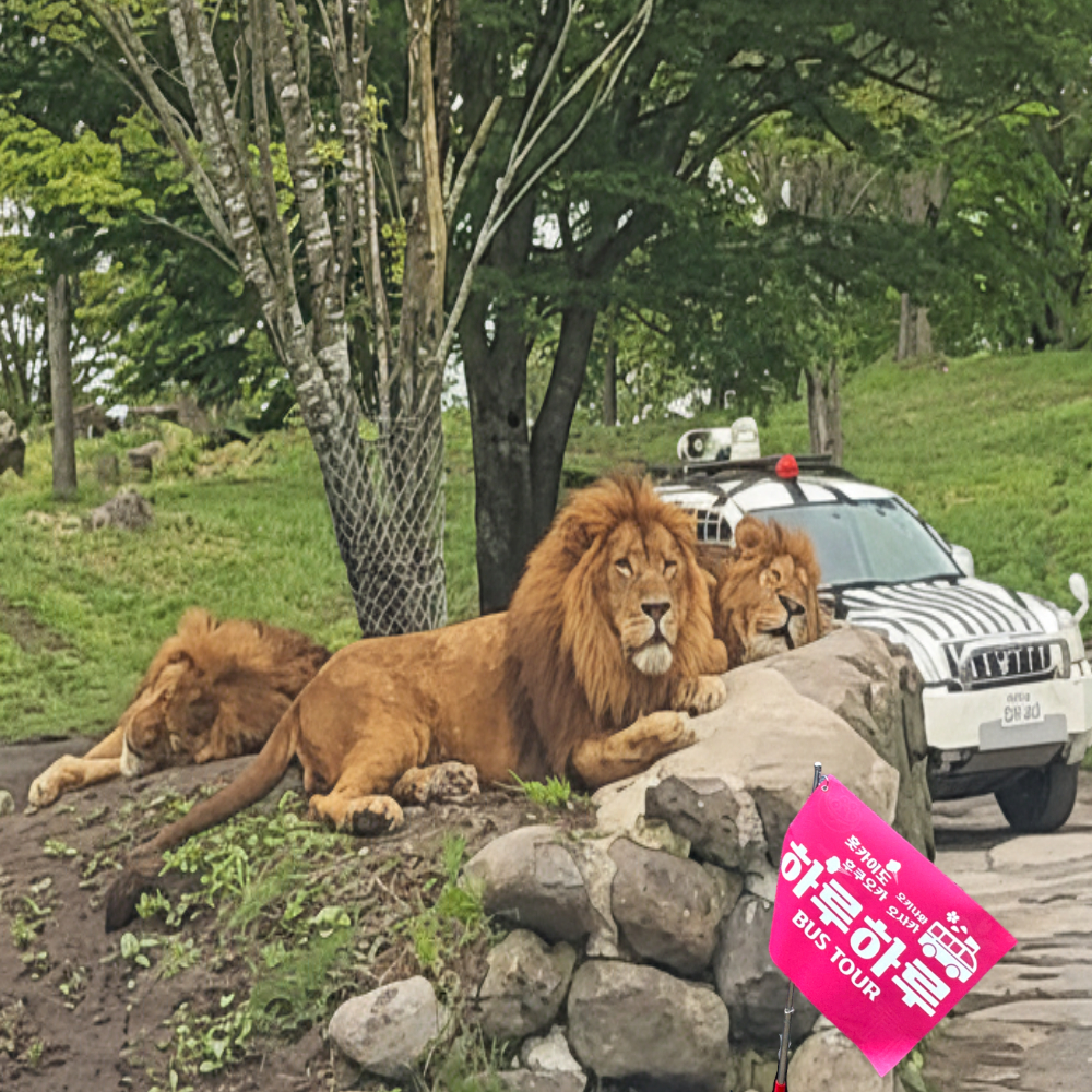 후쿠오카 하카타역 출발: 유후인&아프리칸 사파리 일일투어