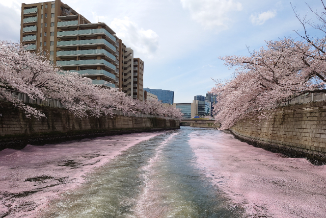 도쿄 메구로강 벚꽃 크루즈