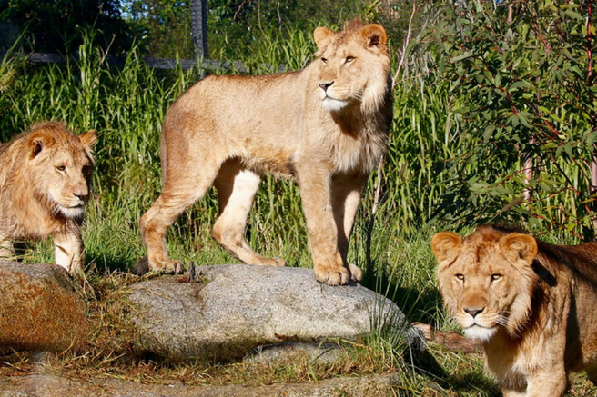 Melbourne Zoo Ticket