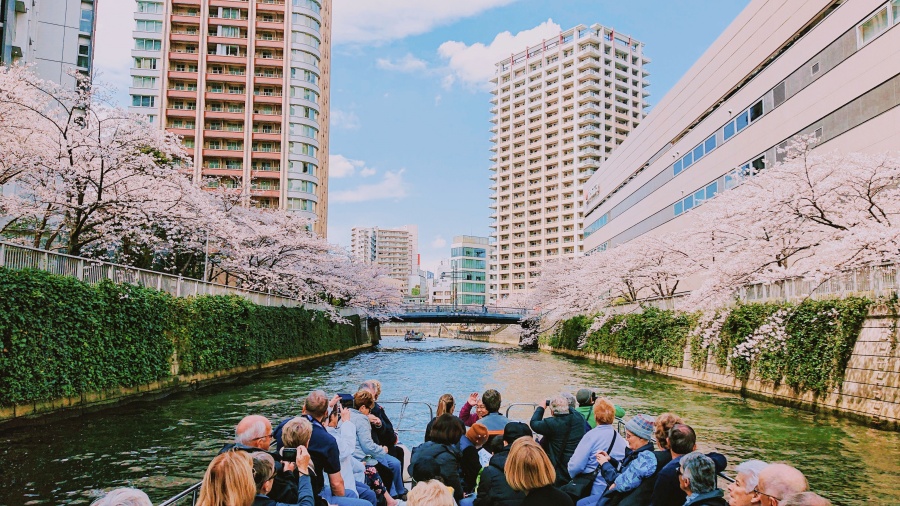 Meguro River Cherry Blossom Cruise in Tokyo