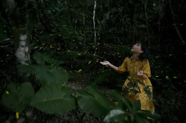 [독점할인] 이시가키 야에야마 반딧불 감상 투어