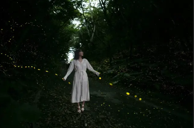 [독점할인] 이시가키 야에야마 반딧불 감상 투어