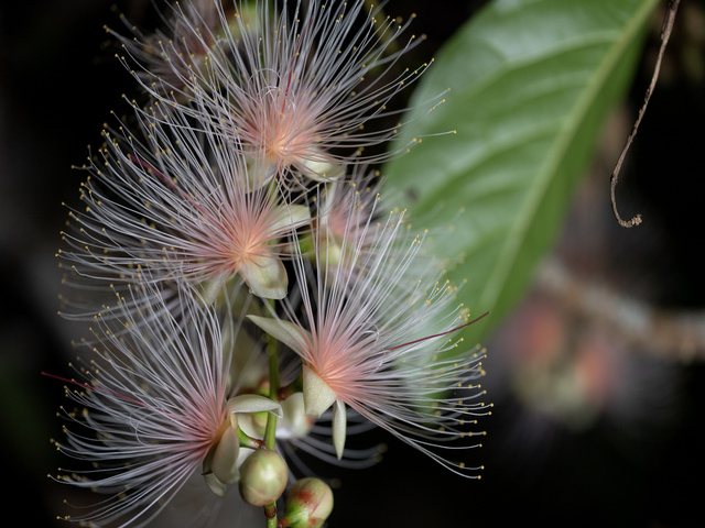 이시가키 여름밤에 만나는 환상의 꽃 사가리바나 투어